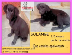 Cachorro raça  idade 2 a 6 meses nome Solange Bebezinha