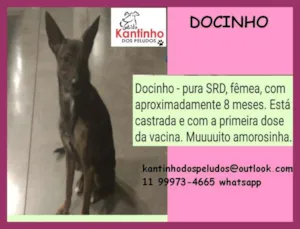 Cachorro raça  idade 7 a 11 meses nome Docinho Filhote