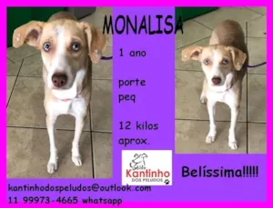 Cachorro raça  idade 1 ano nome Monalisa Pequena