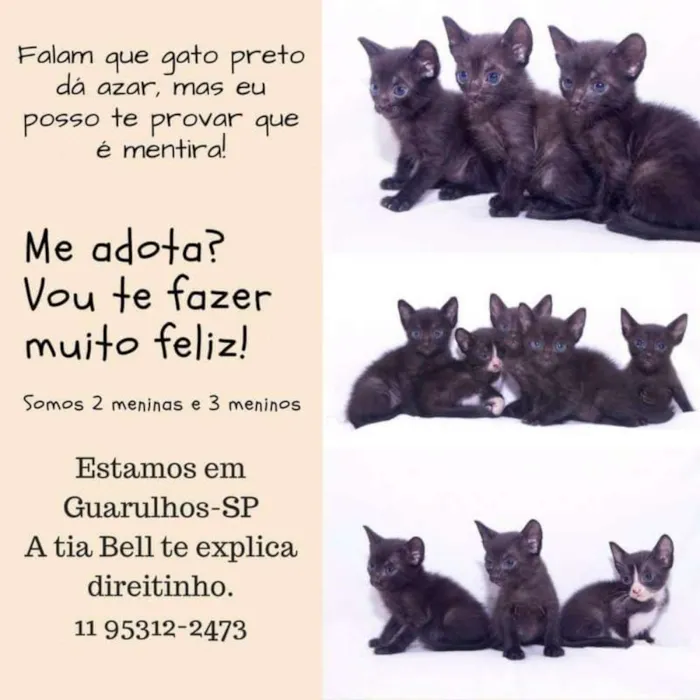 Gato ra a 4 pretos 1 frajola idade Abaixo de 2 meses nome Filhotes