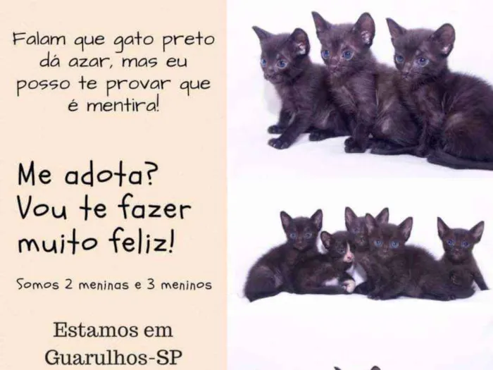 Gato ra a 4 pretos 1 frajola idade Abaixo de 2 meses nome Filhotes