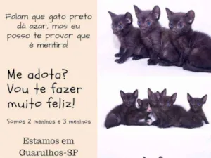 Gato raça 4 pretos 1 frajola idade Abaixo de 2 meses nome Filhotes