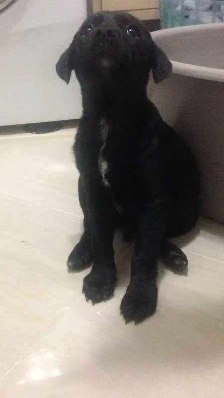 Cachorro ra a Misturas com Dalmata/ labrador idade Abaixo de 2 meses nome Cissa e Pelezinho