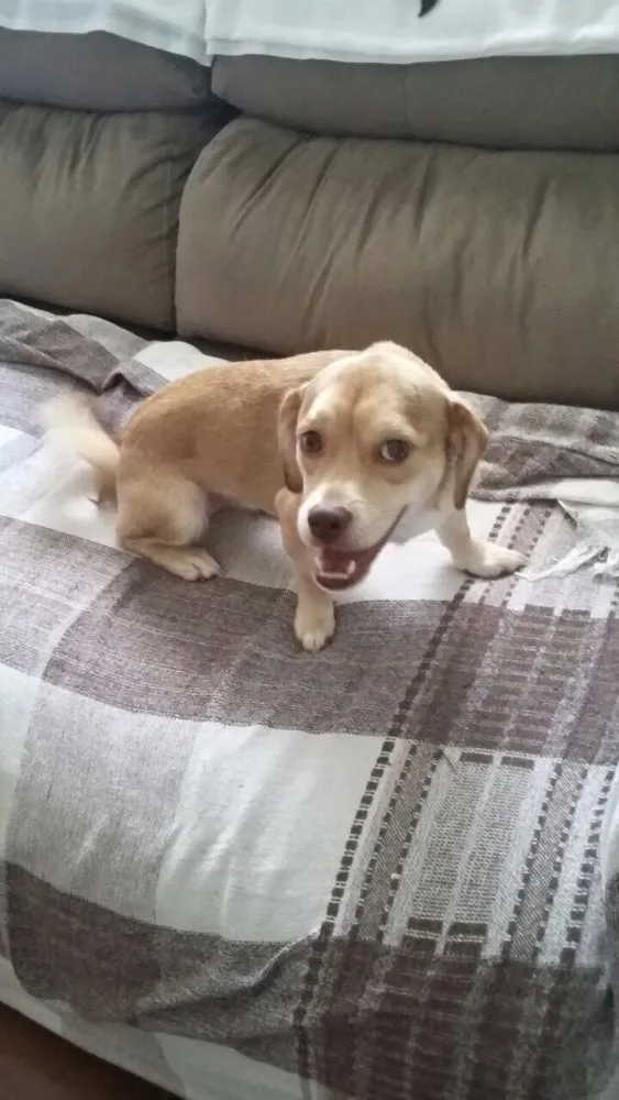 Cachorro ra a Srd idade 1 ano nome Branquinha