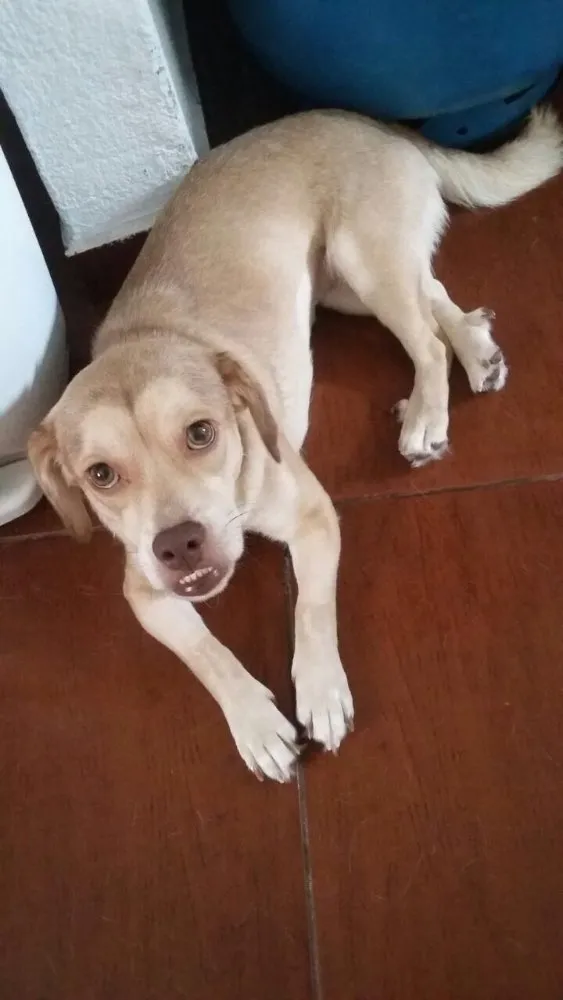 Cachorro ra a Srd idade 1 ano nome Branquinha
