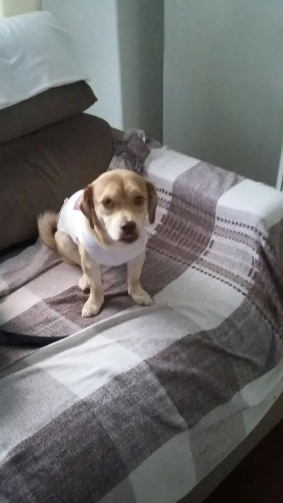 Cachorro ra a Srd idade 1 ano nome Branquinha