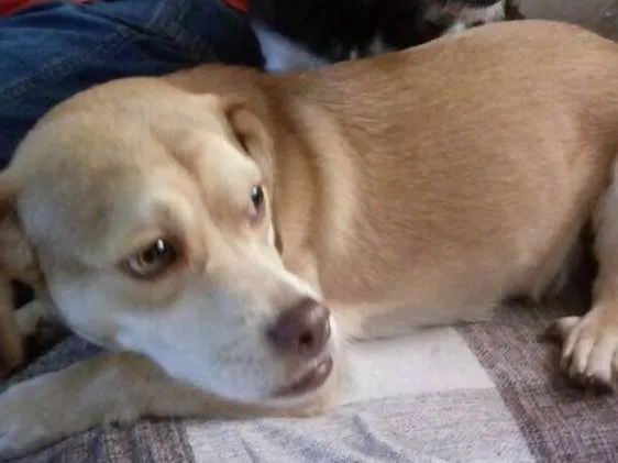 Cachorro ra a Srd idade 1 ano nome Branquinha