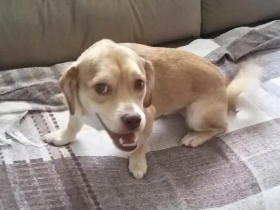 Cachorro ra a Srd idade 1 ano nome Branquinha