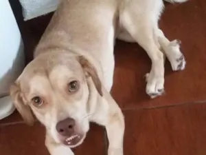 Cachorro raça Srd idade 1 ano nome Branquinha