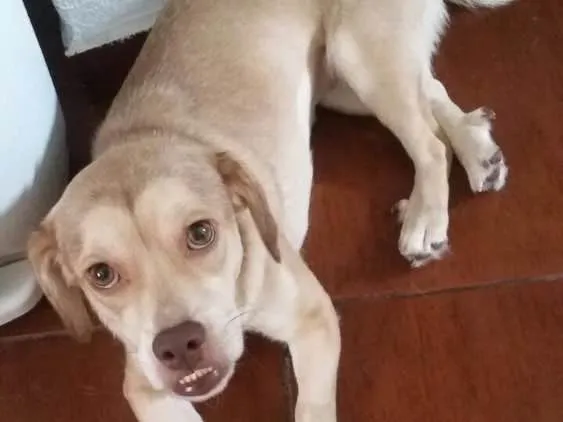Cachorro ra a Srd idade 1 ano nome Branquinha