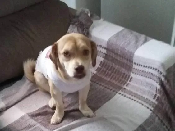 Cachorro ra a Srd idade 1 ano nome Branquinha