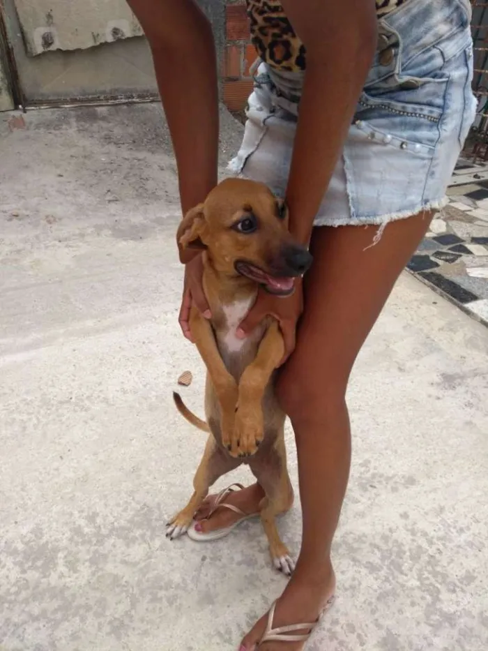 Cachorro raça Vira lata idade 2 a 6 meses nome Morena