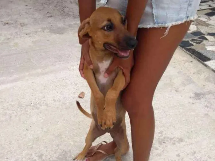 Cachorro raça Vira lata idade 2 a 6 meses nome Morena