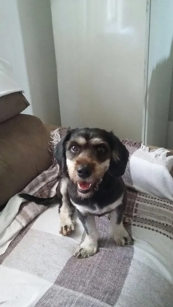 Cachorro ra a Daschund c/ Lhasa?? Mestiça idade 1 ano nome Babi