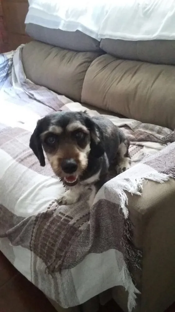 Cachorro ra a Daschund c/ Lhasa?? Mestiça idade 1 ano nome Babi