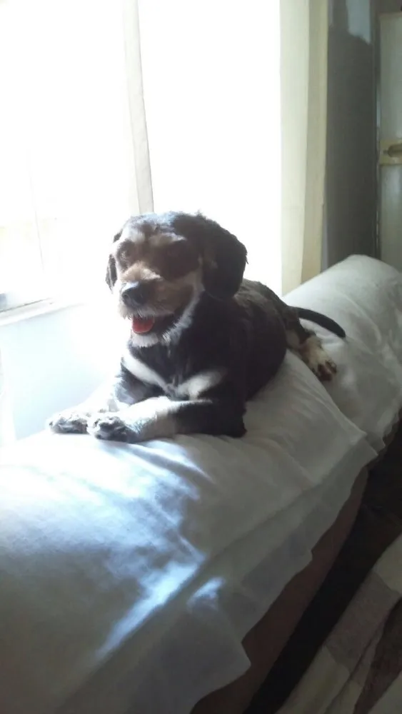 Cachorro ra a Daschund c/ Lhasa?? Mestiça idade 1 ano nome Babi