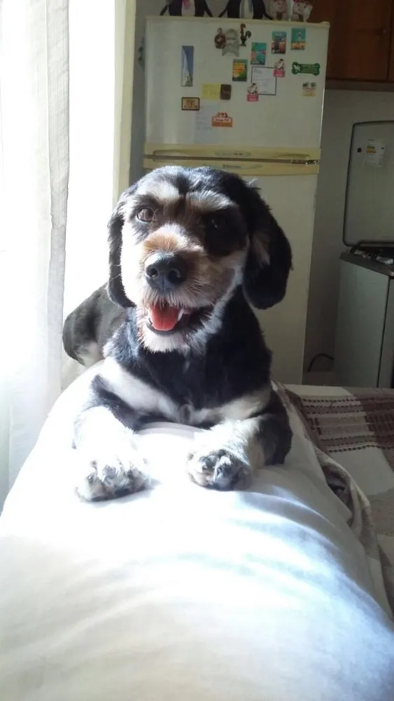 Cachorro ra a Daschund c/ Lhasa?? Mestiça idade 1 ano nome Babi