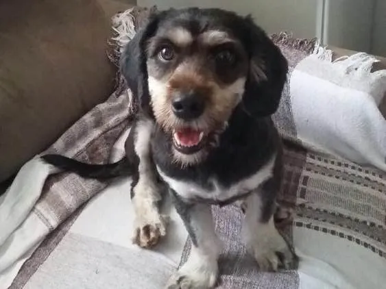 Cachorro ra a Daschund c/ Lhasa?? Mestiça idade 1 ano nome Babi