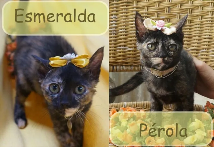 Gato ra a  idade 2 a 6 meses nome Pérola e Esmeralda