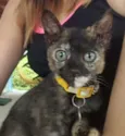 Pérola e Esmeralda