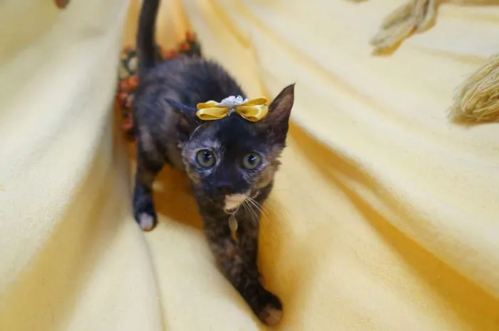 Gato ra a  idade 2 a 6 meses nome Pérola e Esmeralda