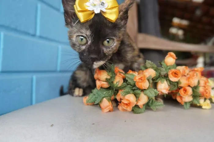Gato ra a  idade 2 a 6 meses nome Pérola e Esmeralda