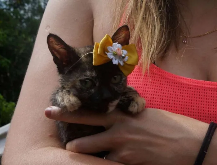 Gato ra a  idade 2 a 6 meses nome Pérola e Esmeralda