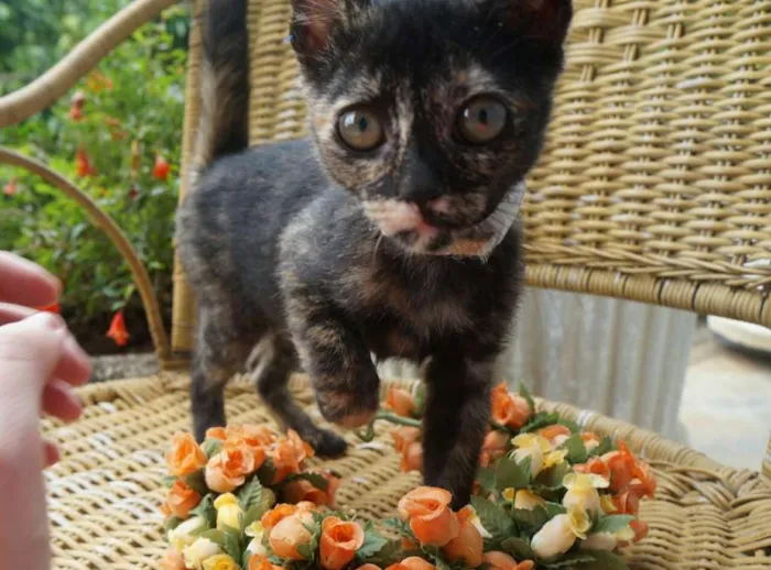 Gato ra a  idade 2 a 6 meses nome Pérola e Esmeralda