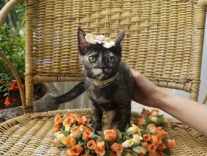 Gato ra a  idade 2 a 6 meses nome Pérola e Esmeralda