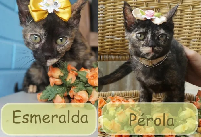 Gato ra a  idade 2 a 6 meses nome Pérola e Esmeralda