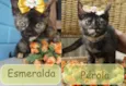 Pérola e Esmeralda