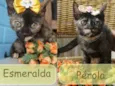 Pérola e Esmeralda