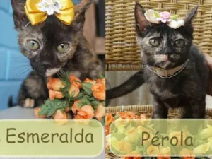Gato raça  idade 2 a 6 meses nome Pérola e Esmeralda
