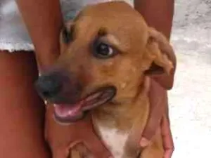 Cachorro raça Vira lata idade 2 a 6 meses nome Morena