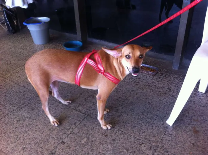 Cachorro ra a SRD idade 7 a 11 meses nome Esperança