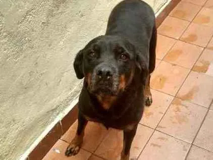 Cachorro ra a Rotwailler idade 5 anos nome Pandora