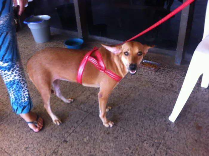 Cachorro ra a SRD idade 7 a 11 meses nome Esperança