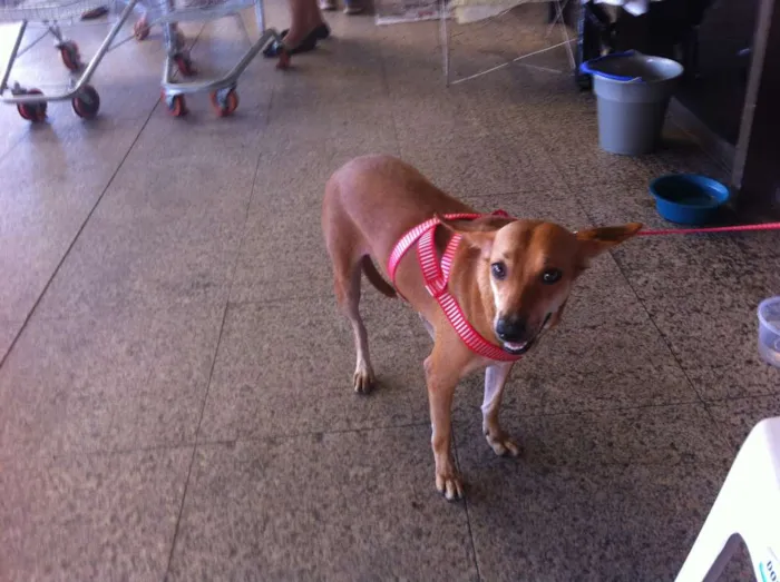 Cachorro ra a SRD idade 7 a 11 meses nome Esperança