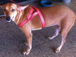 Cachorro raça SRD idade 7 a 11 meses nome Esperança