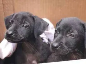 Cachorro raça vira-lata idade Abaixo de 2 meses nome ainda nao tem nome