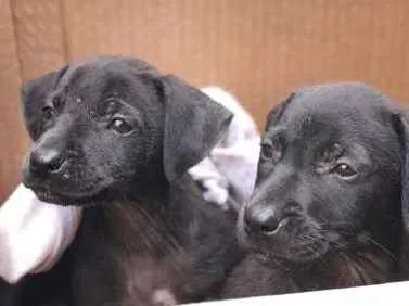 Cachorro ra a vira-lata idade Abaixo de 2 meses nome ainda nao tem nome