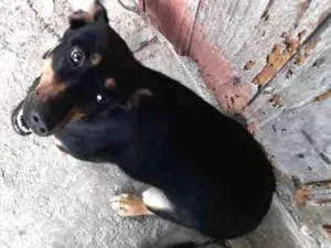 Cachorro raça Vira-Lata idade 1 ano nome Itchi