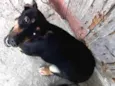 Itchi