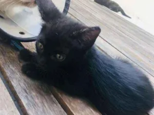 Gato raça Gatos idade Abaixo de 2 meses nome Gatinhas