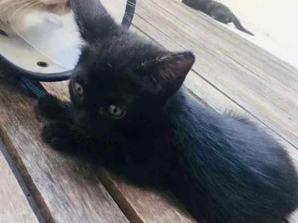 Gato ra a Gatos idade Abaixo de 2 meses nome Gatinhas