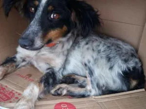 Cachorro raça SRD idade 1 ano nome Lily