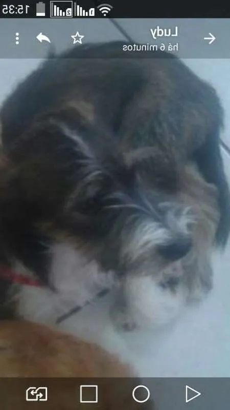 Cachorro ra a SRD idade 7 a 11 meses nome LudyShire