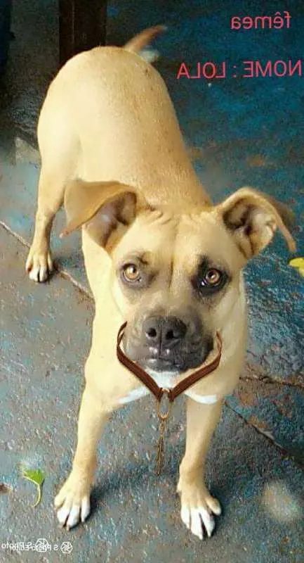 Cachorro ra a Mix de boxer idade 2 anos nome Lola Flexa