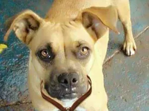 Cachorro raça Mix de boxer idade 2 anos nome Lola Flexa