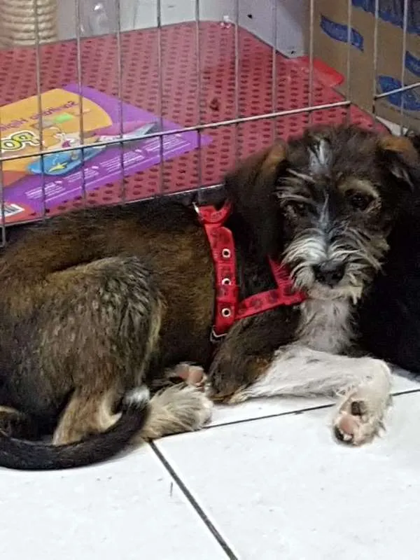 Cachorro ra a SRD idade 7 a 11 meses nome Barby